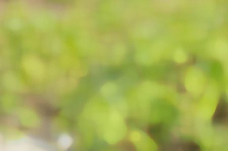 blurred background of green leaves and bokeh effect for design