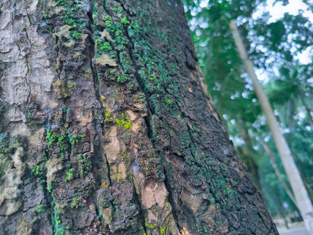 Tree bark texture with green moss and blur background, nature background.