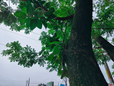 Green leaf on tree in the rainy season. Nature and environment concept.