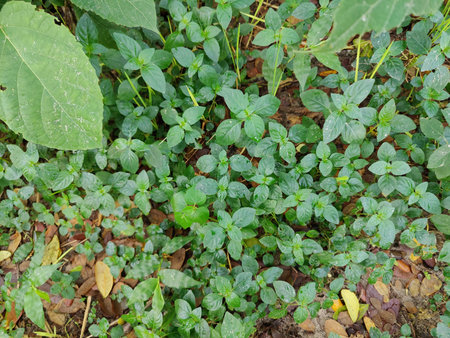 Coffee plant in the garden, closeup of photo.