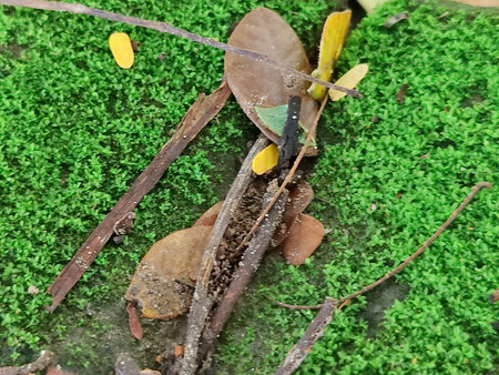 Fungus on the ground in the rainforest, Thailand.