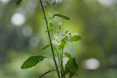Small white flowers on a blurred green background. Macro photography of nature.