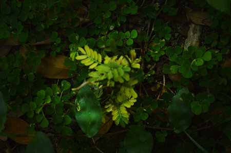 Fern leaves on the ground in the rainforest, Thailand.