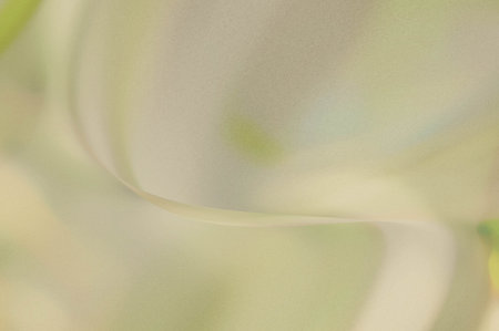 abstract background with white and yellow flower petals in soft focus