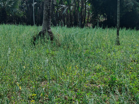 Dry banana leaf in the forest, closeup of photo.の写真素材
