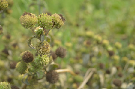 Thistle in the garden. Selective focus with shallow depth of field.