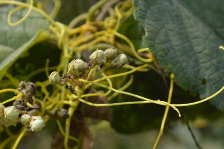 Branch of vine with unripe green leaves on blurred background