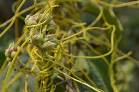 Yellow orchids on the tree in the garden, Thailand.