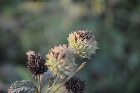 Flowers of a burdock (Arctium lappa)
