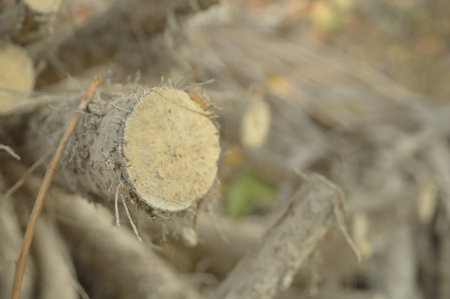 close up of tree trunks in the forest, note shallow depth of field