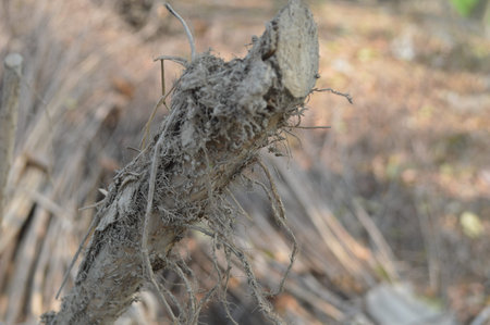 Close-up of the roots of a tree in the forest.
