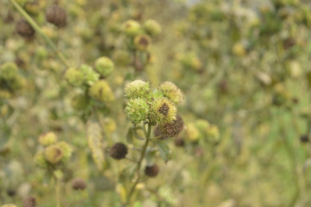 Flowers of burdock (Cirsium vulgare)