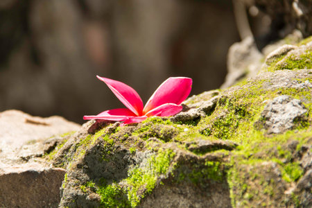 Flower on rockの写真素材