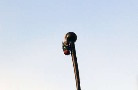 house flyの写真素材