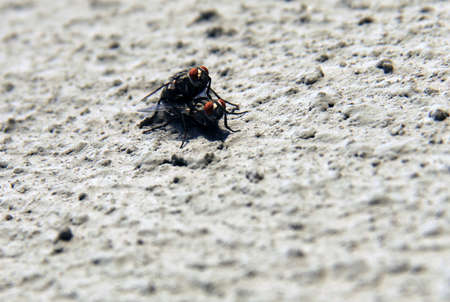 house fly