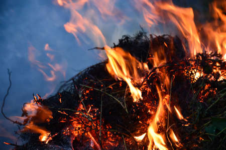 Smoke mixed with flame, burning bush.の写真素材