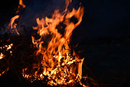 Burning foliage in the dark of the night.