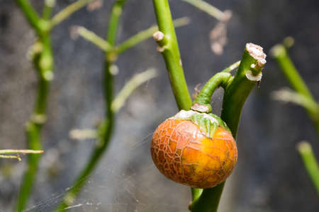 A dying Nigerian egg plant