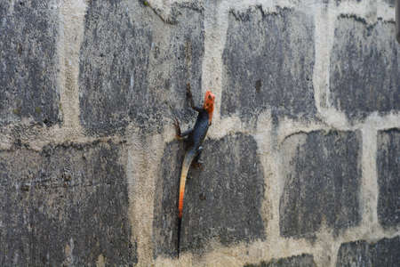 Nigerian agama lizard craling up a grungy wall