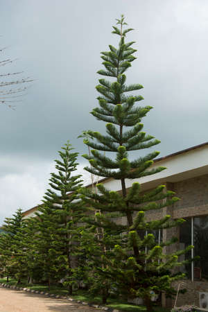 Christmas tree in a gardenの写真素材