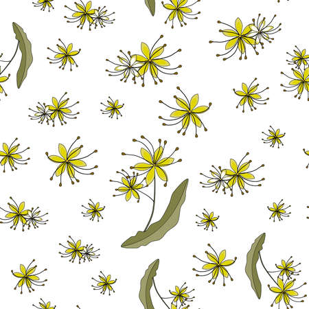Seamless pattern. linden flowers. Tilia europaea, common linden or common index. a twig with small yellow flowers. medicinal plant on a white background. Botanical vector illustration. for fabric and packaging paper. Vector illustrationのイラスト素材