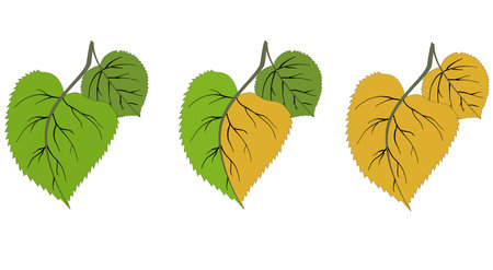 linden leaves. Tilia europaea, common linden or common index. a set of leaves for spring, summer and autumn. medicinal plant on a white background. Botanical vector illustration. for fabric and packaging paper. Vector illustrationのイラスト素材