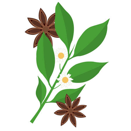 a sprig of star anise and star anise on a white background. vector illustration on a white background. green leaves and brown fruits. Vector illustrationのイラスト素材