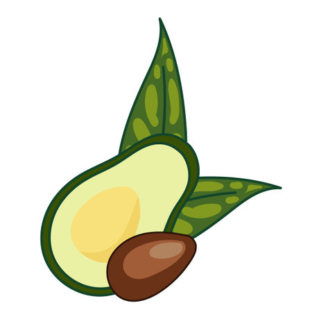 avocado in a cut with a stone, against the background of leaves. illustration isolated on white background. Vector illustrationのイラスト素材
