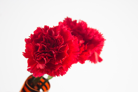 Three red cloves tied with Saint George ribbon on white.の写真素材