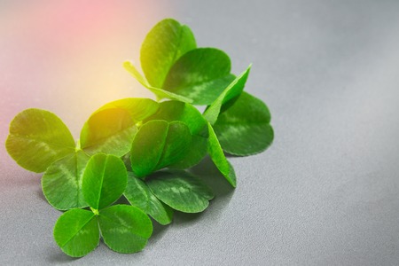 Clover leaves on a gray background with droplets of water. St.Patrick 's Dayの写真素材