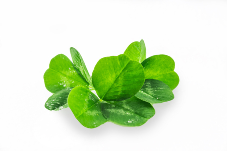 Clover leaves on a gray background with droplets of water. St.Patrick 's Day