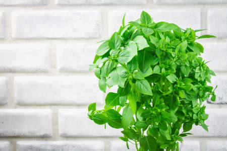 A bunch of green lemon basil on a white concrete table against a brick wall background.の写真素材