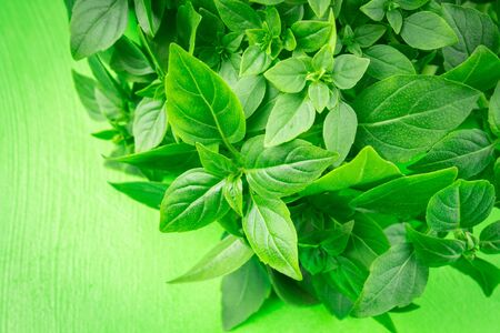A bunch of green lemon basil on a green background.の写真素材
