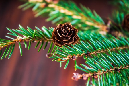 bump on the Christmas tree branch. Brown backgroundの写真素材