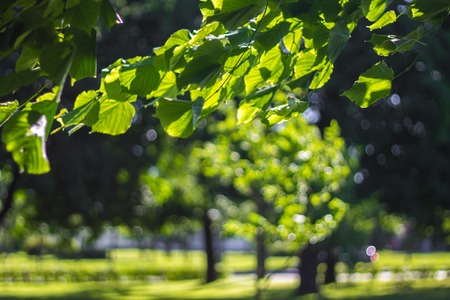 Green branches against the background of the sun and sky.の写真素材