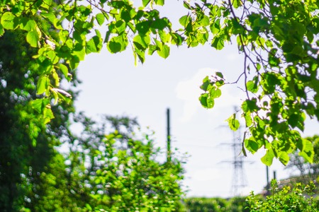 Green branches against the background of the sun and sky.の写真素材
