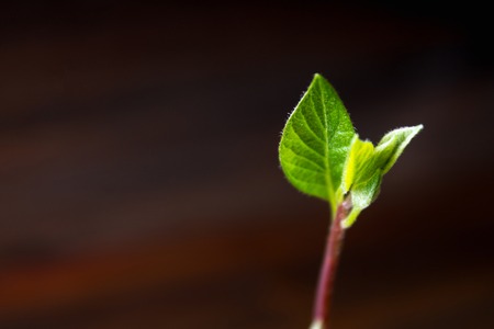 The avocado sprout grows from the seed in a glass of water. A living plant with leaves, the beginning of life on a wooden table.の写真素材