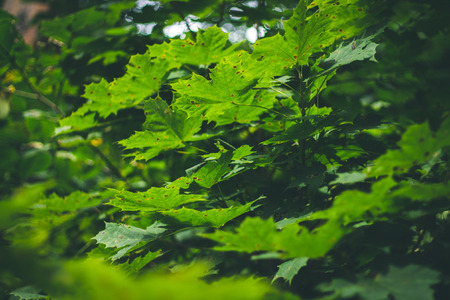 Green maple leaves sunlight background. Summer, autumnの写真素材