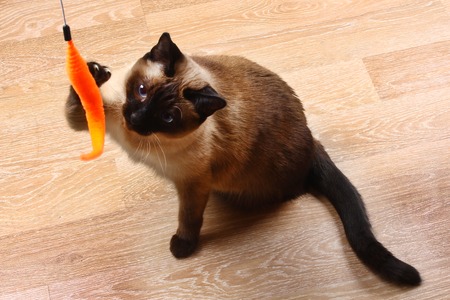 Siamese or Thai cat plays with a toy. A disabled cat bites and scratches a toy. Three paws, no limb.の写真素材