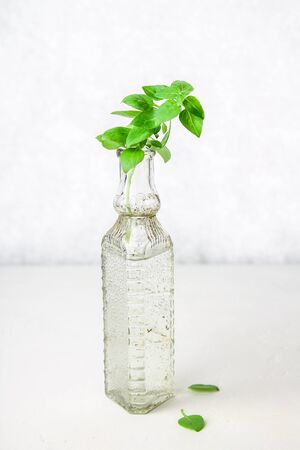 A sprig of lemon basil in an old bottle on a light background.の写真素材