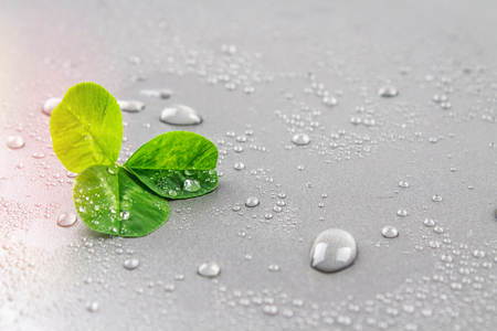Clover leaves on a gray background with droplets of water. St.Patrick 's Dayの写真素材