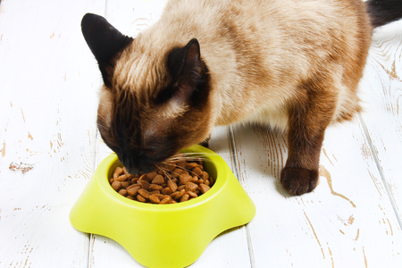 A Siamese Thai cat eats dry food from a yellow-green plastic bowl on a white wooden floor.の写真素材