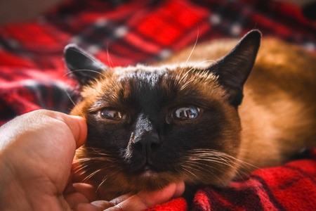 A man scratches his Siamese cat's neck. Hand strokes the chin of a Thai cat.の写真素材