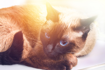 Siamese Thai cat lies and looks with sadness, anguish, anger.の写真素材