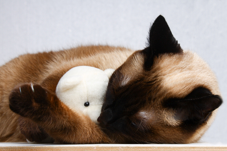 Siamese Thai cat plays with a teddy bear. Claws, teeth, aggression. He sleeps with a toy.の写真素材