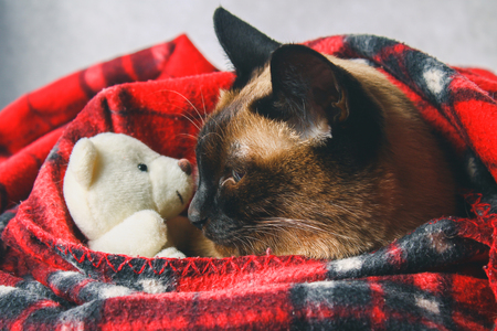 The Siamese Thai cat is wrapped in a plaid with a soft toy. The concept of autumn, winter, cold. Waiting for heating, heat.の写真素材