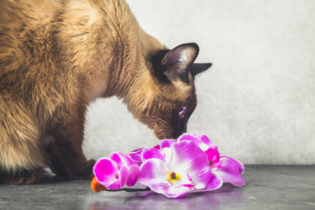 Siamese Thai cat plays and gives flowers. Dark gray backgroundの写真素材