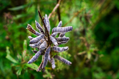 Seeds of lupine in the pods in the fieldの写真素材