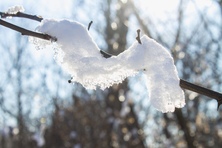 Twigs of tree covered of hoarfrost and snow on background of winter forest in snowの写真素材