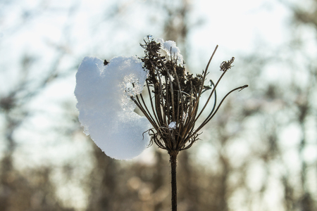 Twigs of tree covered of hoarfrost and snow on background of winter forest in snowの写真素材